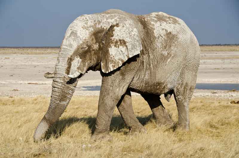 71 - Namibia - elefantes en el barro - parque nacional de Etosha